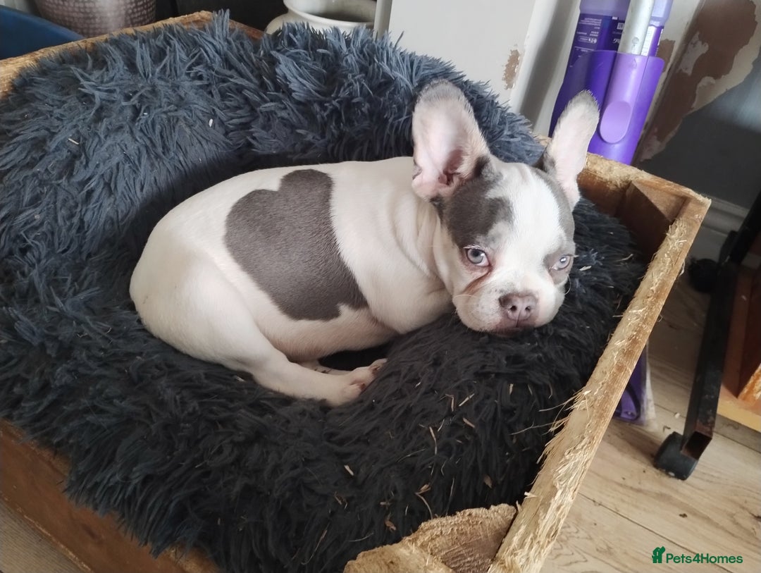 French Bulldog dogs for sale: Fully vaccinated French bulldog puppies ready now. - Image 6