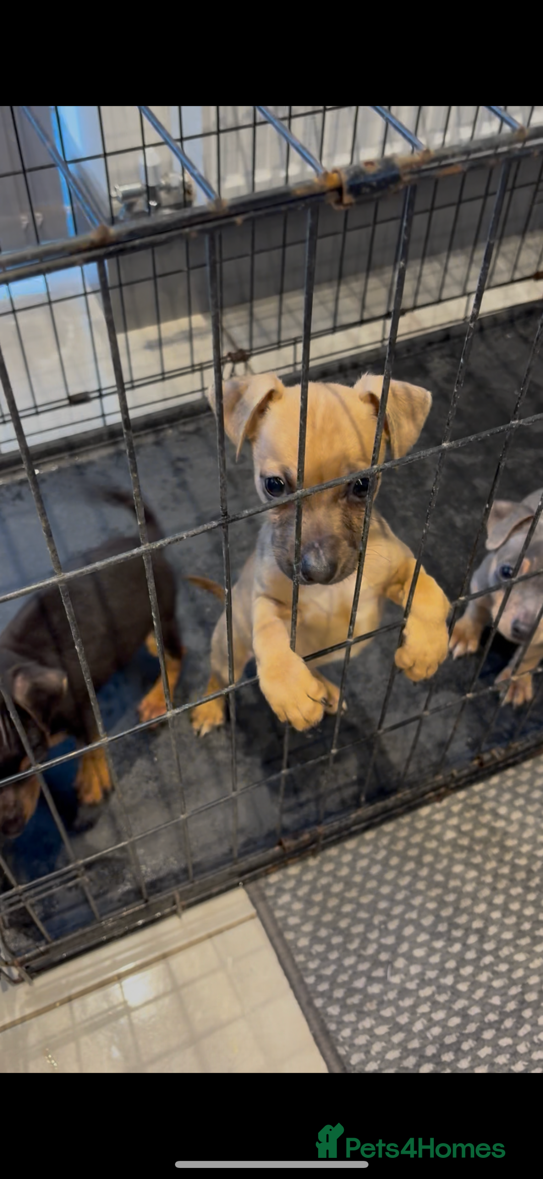 Jack Russell dogs for sale: ❗️1 boy left❗️barney paws and much Wenlock jr pup - Advert 3