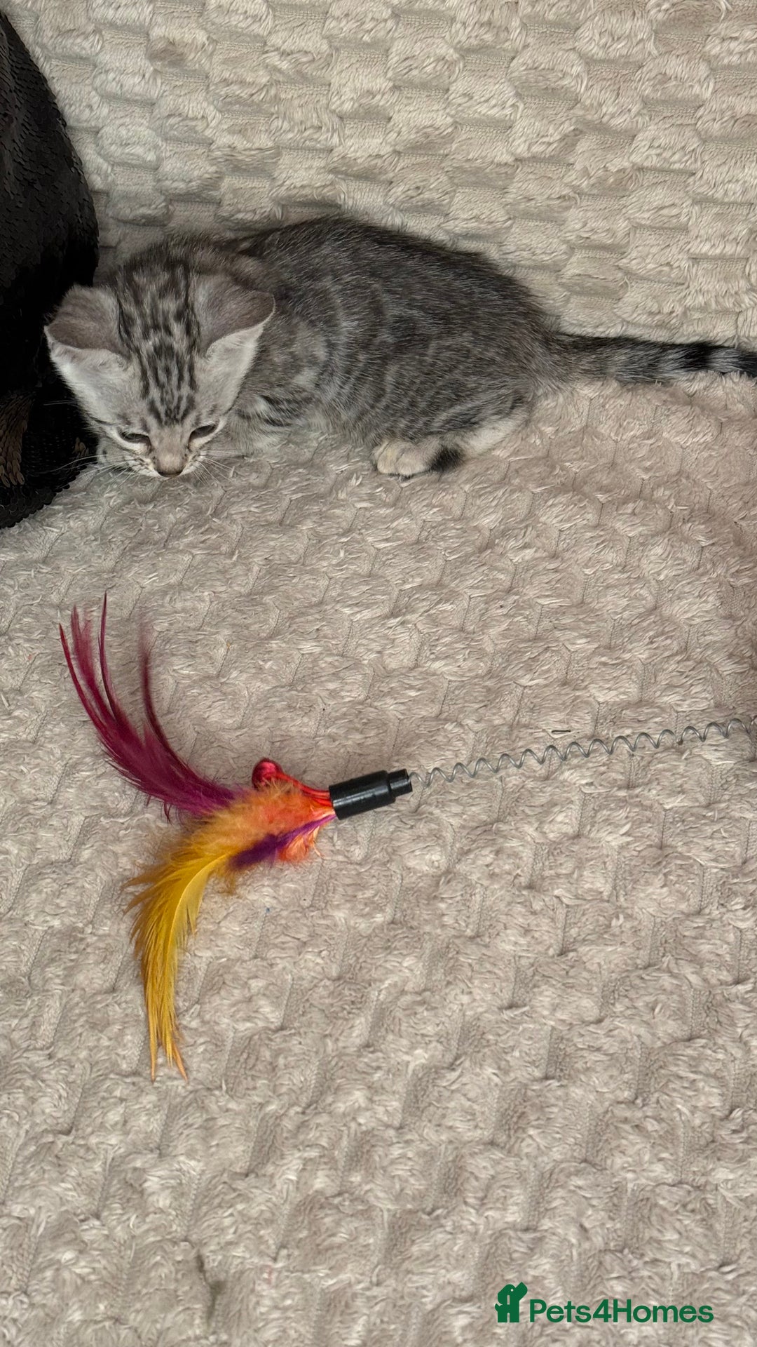 Bengal cats for sale: Pure Bengal kittens for sale  - Advert 17