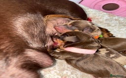 Miniature Dachshund dogs for sale: Miniature dachshund pups for sale 2 boys 1 girl  - Image 14