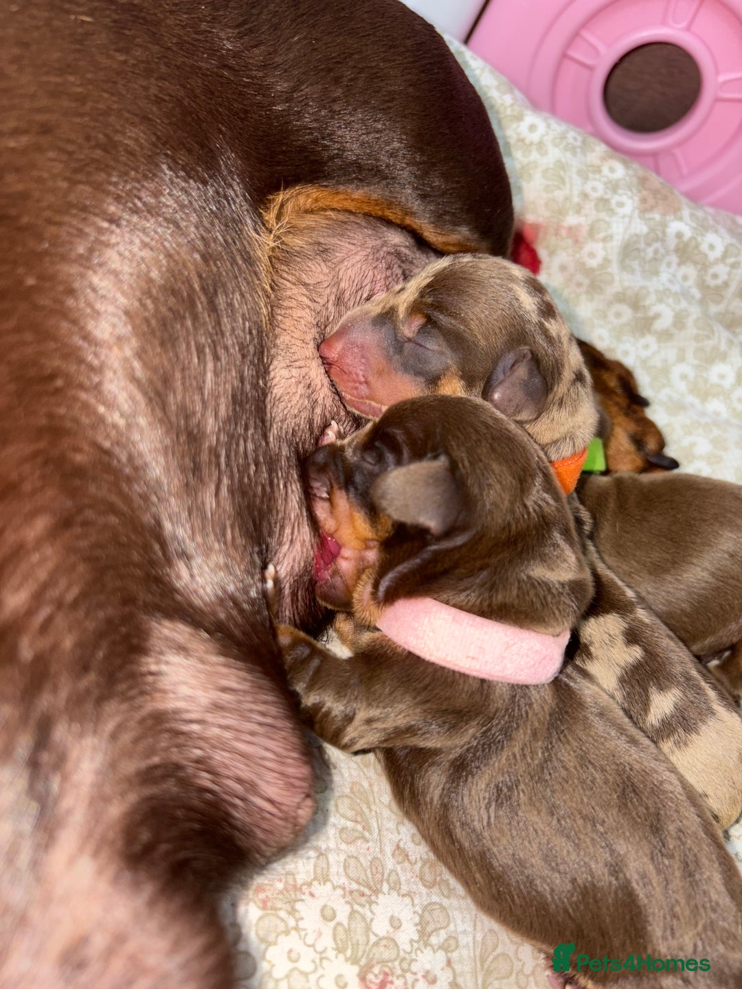 Miniature Dachshund dogs for sale: Miniature dachshund pups for sale 2 boys 1 girl  - Image 14