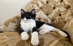 Mixed Breed cats for sale: Beautiful kitten  - Image 1