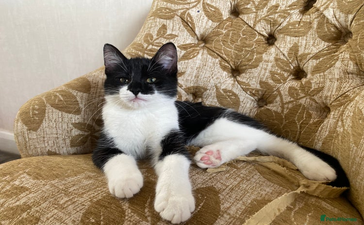 Mixed Breed cats - Advert 3