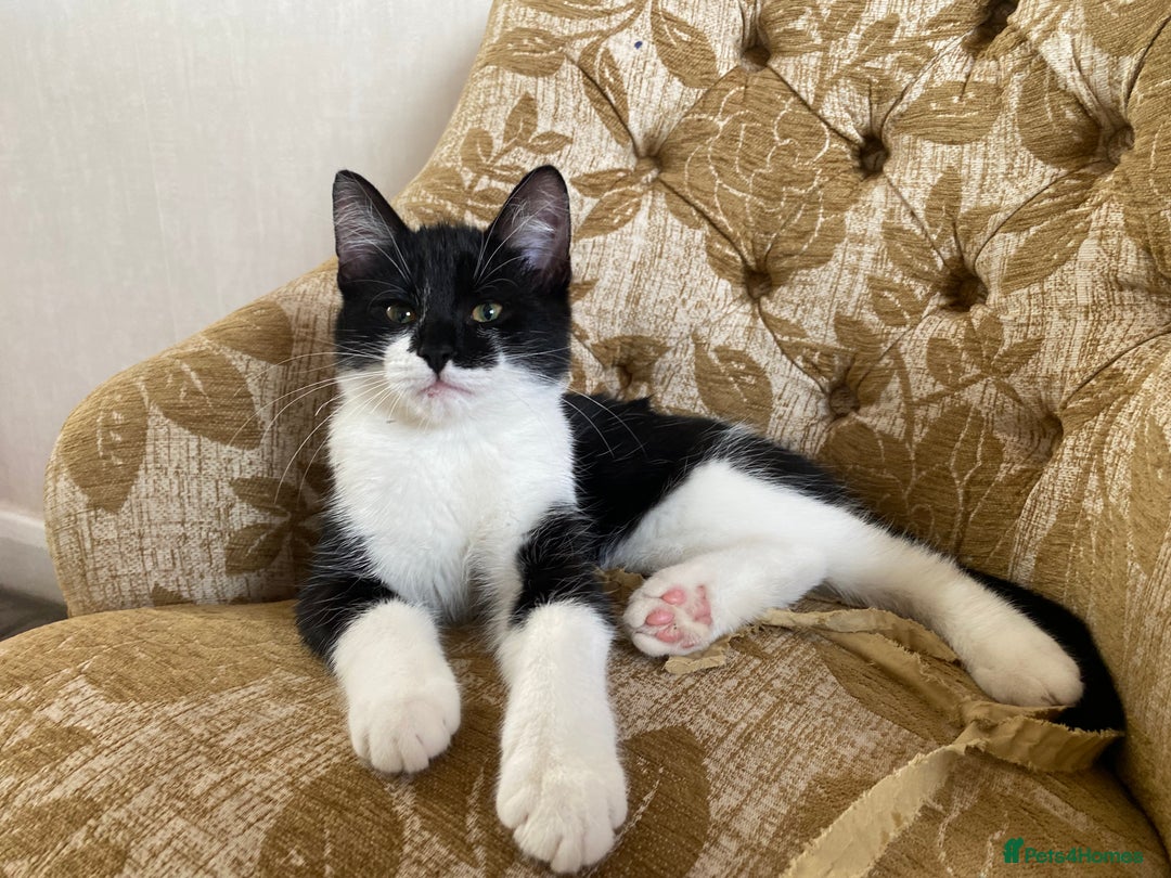 Mixed Breed cats for sale: Beautiful kitten  - Image 1