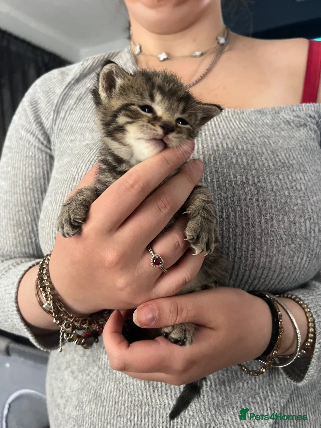 Mixed Breed cats for sale: Beautiful litter of kittens  - Advert 8