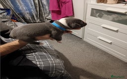 Staffordshire Bull Terrier dogs for sale: Blue staffordshire bull terrier puppies - Image 2