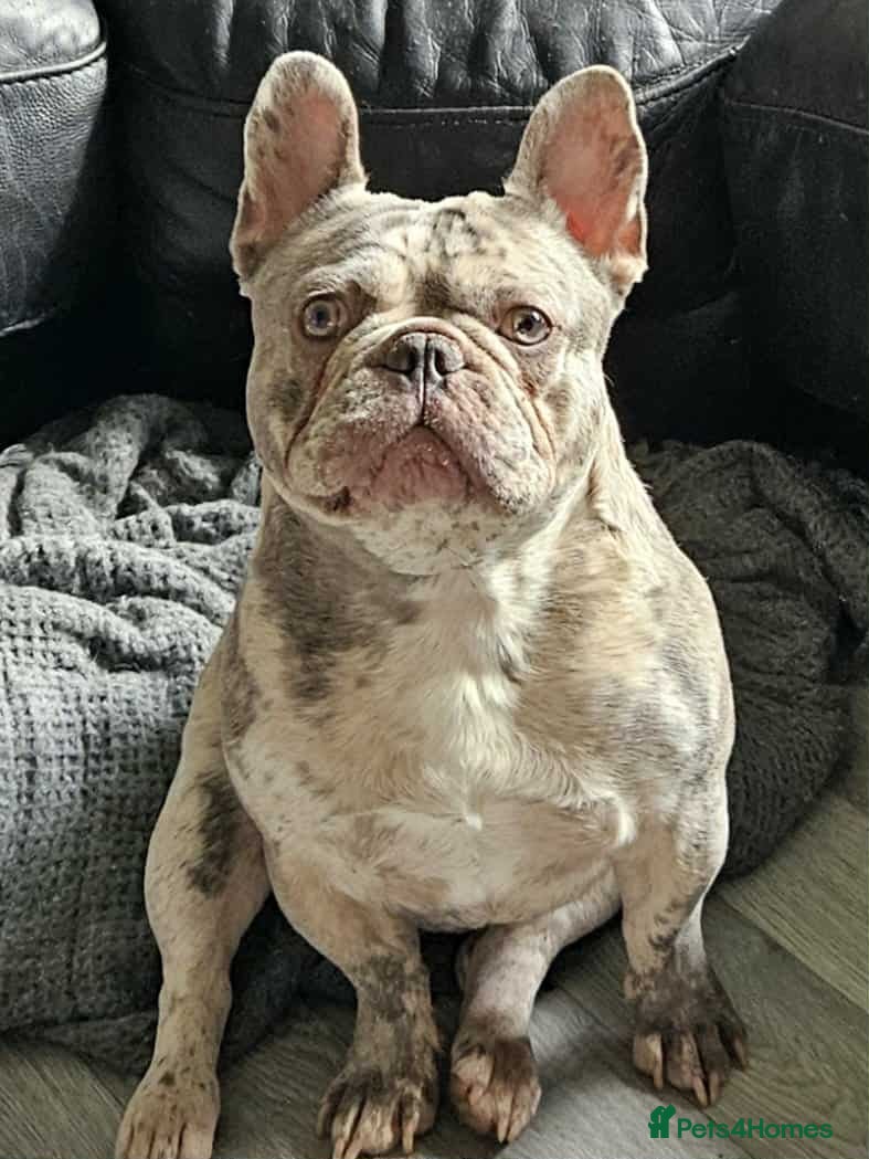 French Bulldog dogs 19 month old French bulldog for stud. in Stockport - Advert 1