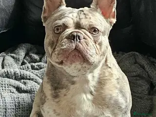 French Bulldog dogs 19 month old French bulldog for stud. in Stockport - Advert 1