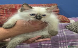 Ragdoll cats for sale: GCCF Registered female. Ready now.  - Image 7