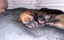Mixed Breed dogs for sale: Saluki Bull Grey Puppies  - Image 16