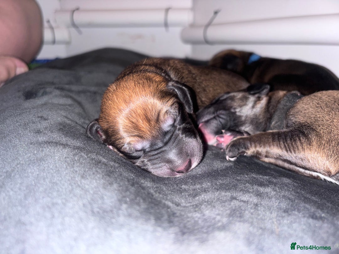 Mixed Breed dogs for sale: Saluki Bull Grey Puppies  - Image 16