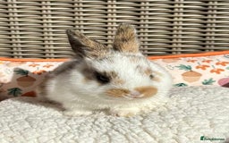 Mixed Breed rabbits for sale: Baby Bunnies - Image 1