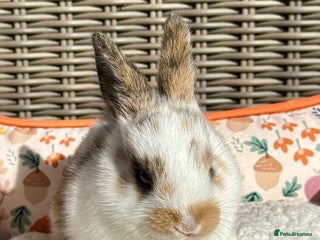 Mixed Breed rabbits - Advert 1