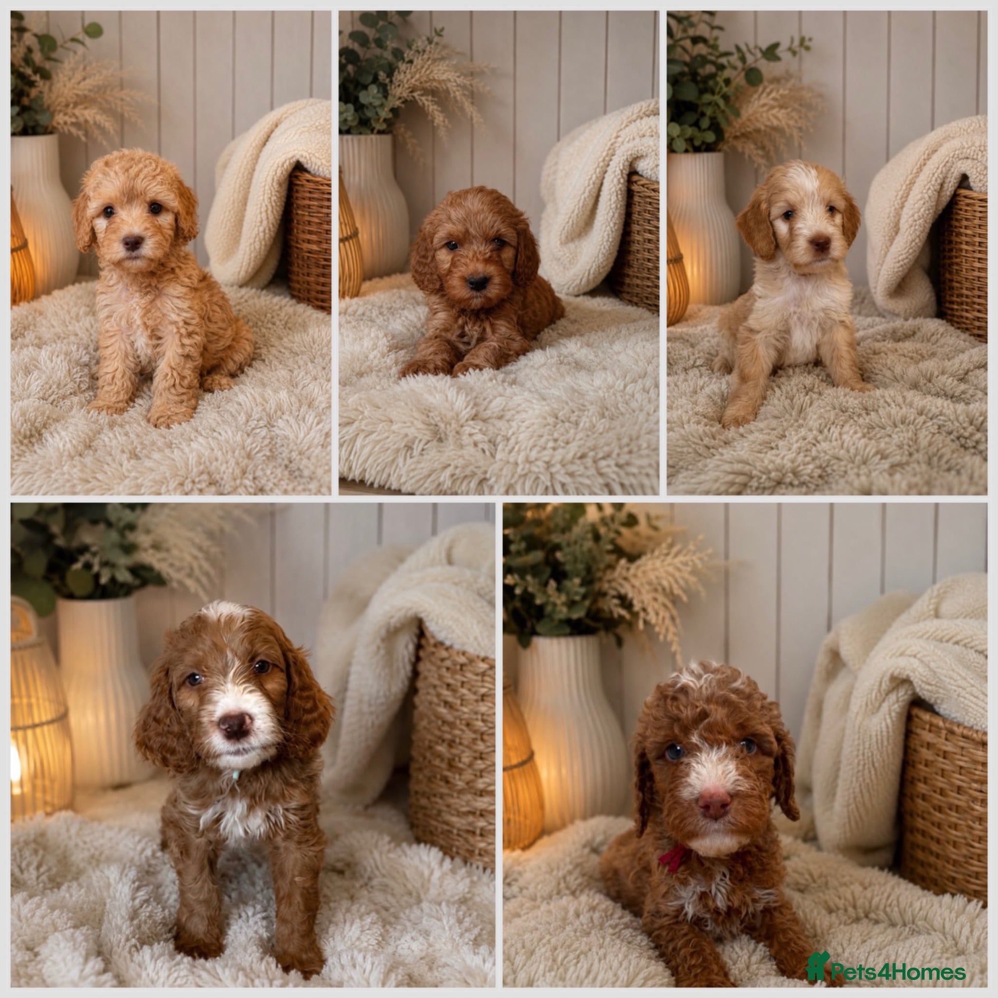 Labradoodle dogs Beautiful Multigen Aussie/Irish Labradoodles  - Advert 1