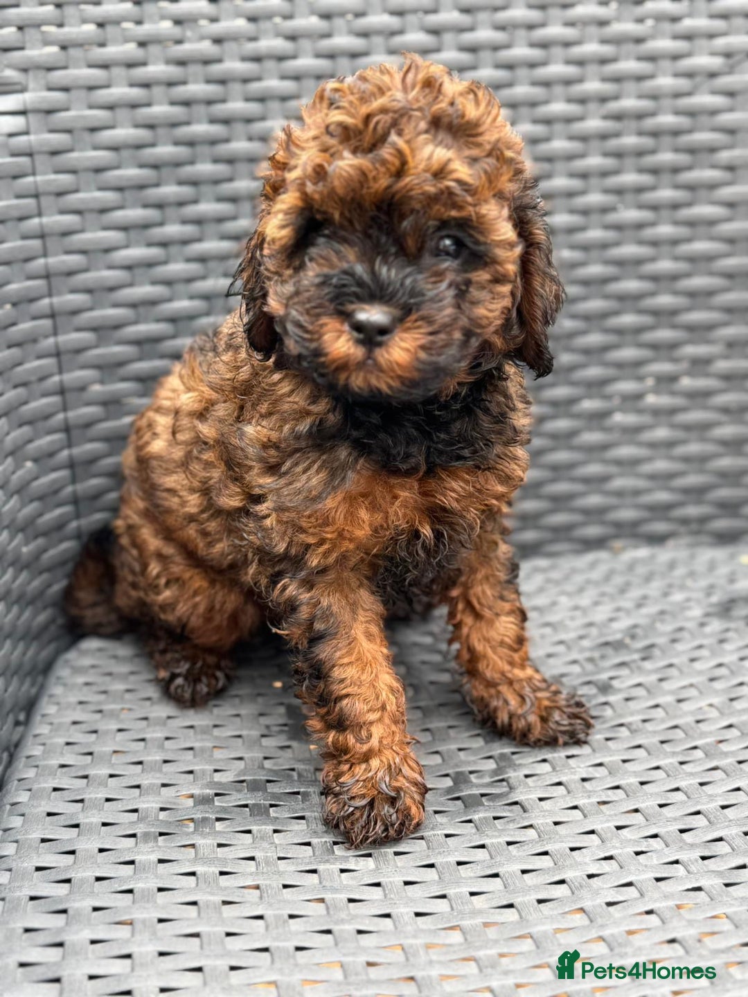 Cavapoo dogs for sale: 🔥 1 left Ready to go cavapoo puppy’s🔥 - Image 21