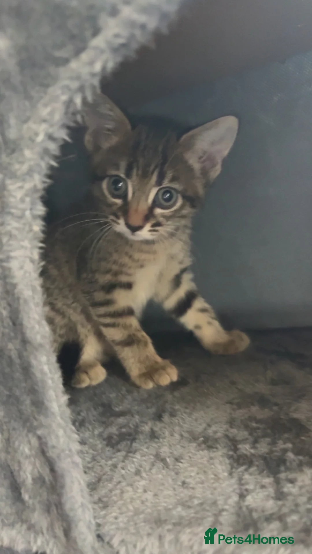 Mixed Breed cats for sale: Female tabby  in Bristol - Advert 1