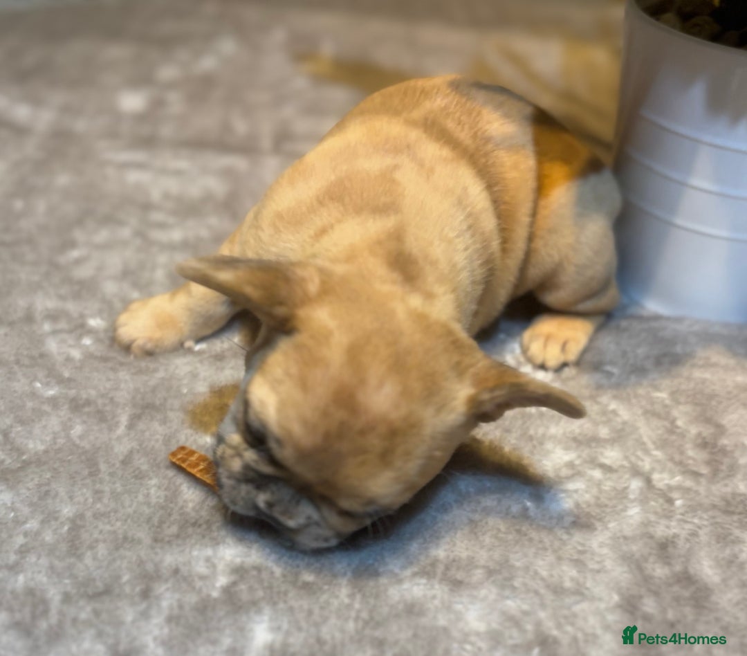 French Bulldog dogs for sale: LAST ONE REDUCED FRENCH BULLDOG 🐾 - Advert 3