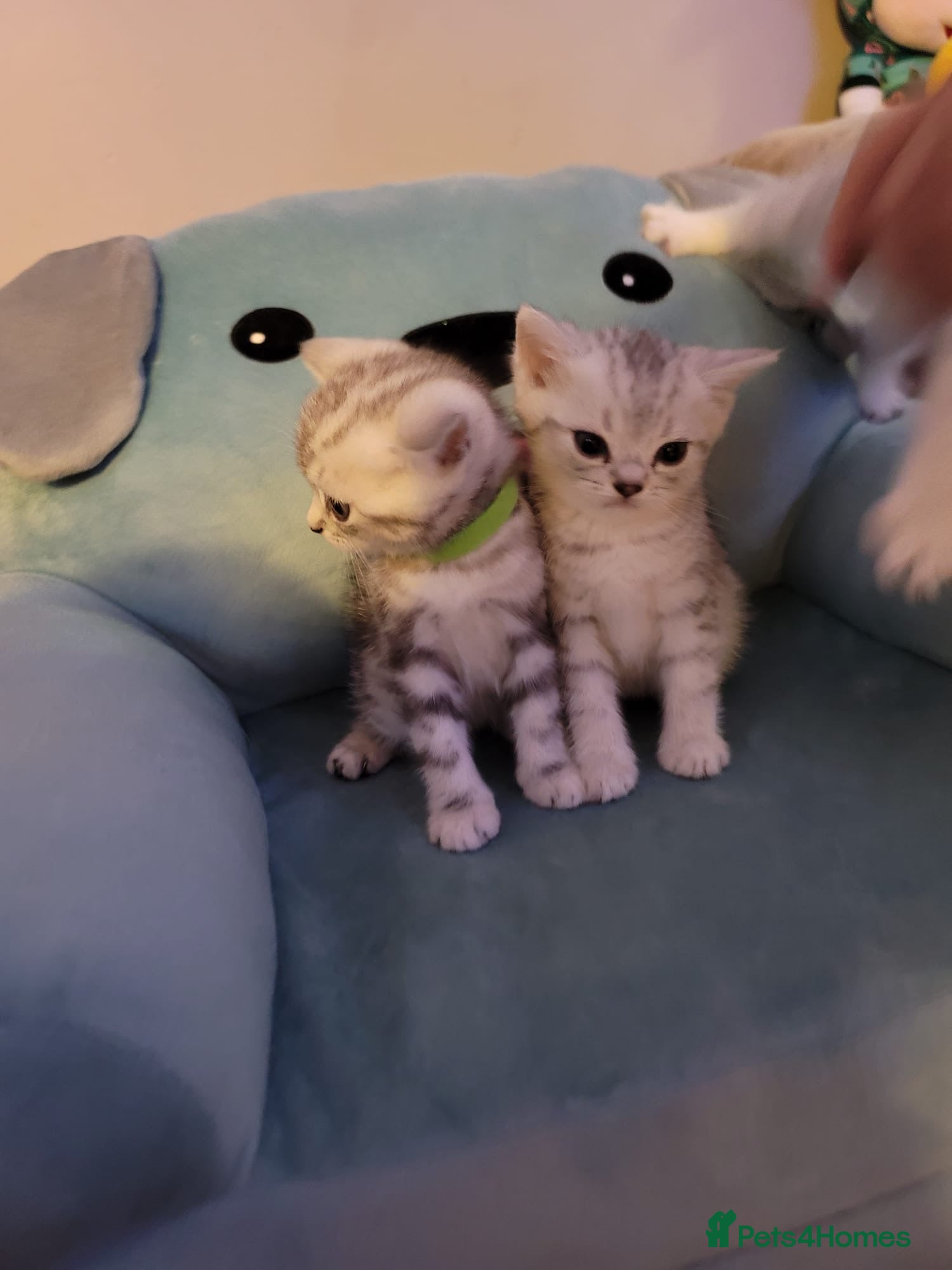 British Shorthair cats for sale: Beautiful kittens – 2 Boys & 2 Girls Ready Now  - Advert 16