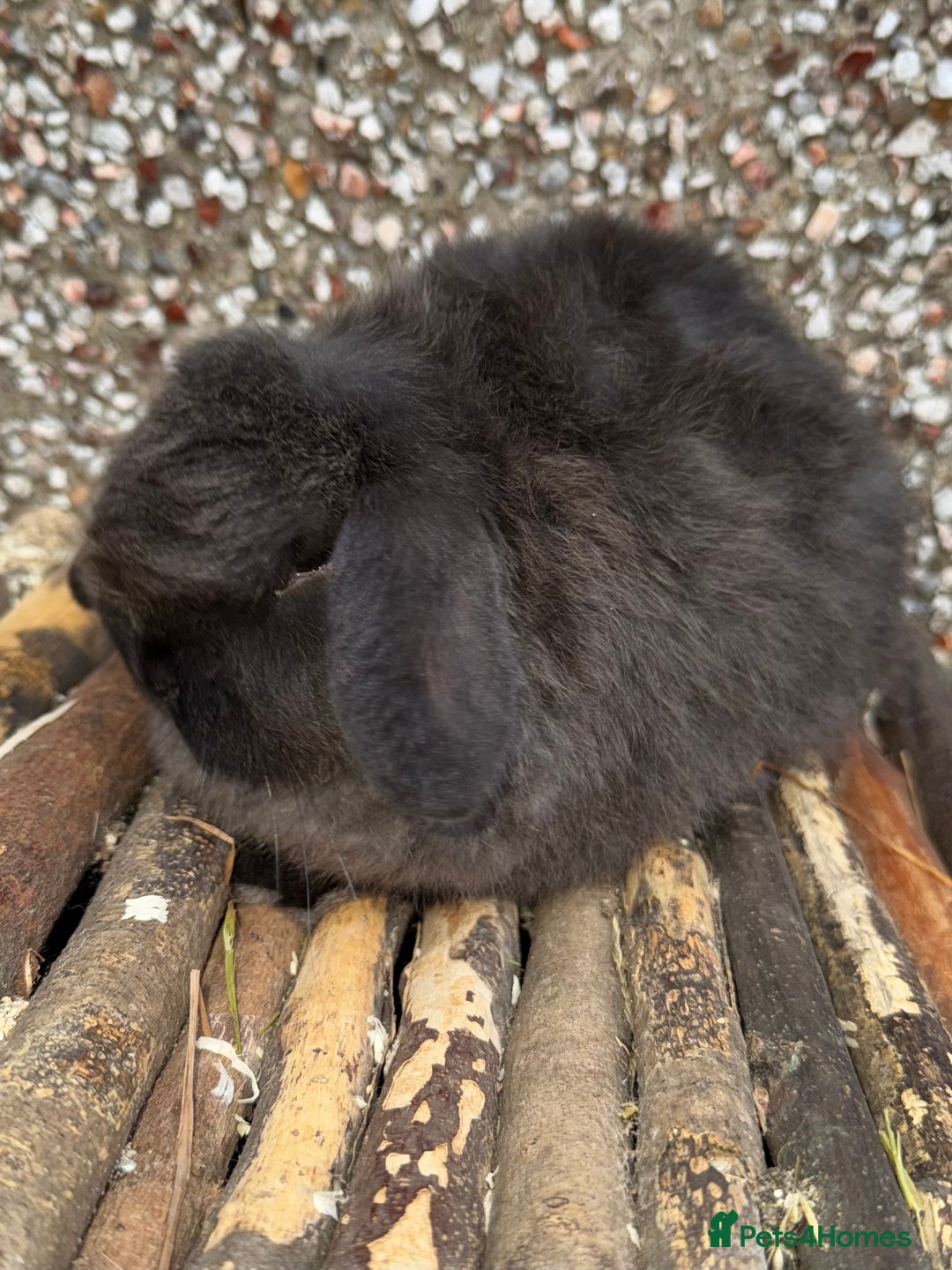 Mini Lop rabbits for sale: Exceptional BRC mini lops  - Advert 14