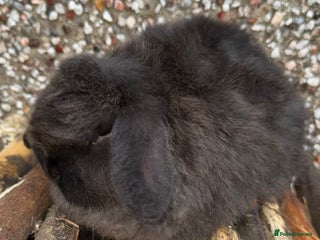 Mini Lop rabbits READY FOR COLLECTION Exceptional BRC mini lops - Advert 12