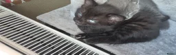 Bengal cats for sale: Home-raised Bengal cross/British Shorthair kittens in Troon - Advert 8