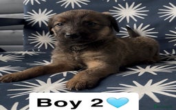 Mixed Breed dogs for sale: Bedlington whippet puppies - Image 18