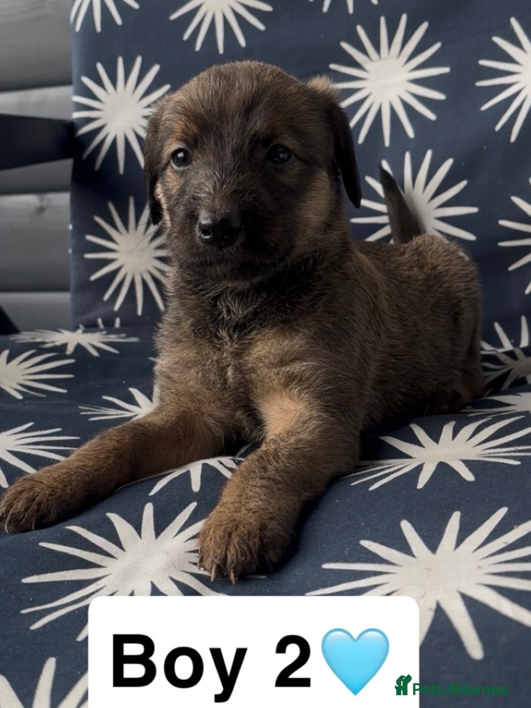 Mixed Breed dogs for sale: Bedlington whippet puppies - Image 18