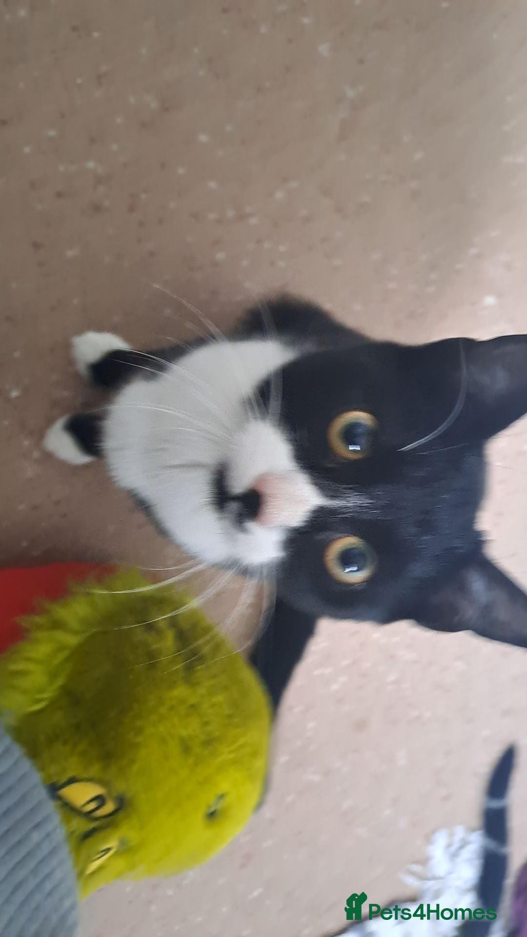 Mixed Breed cats for sale: No fault of their own  - Advert 2