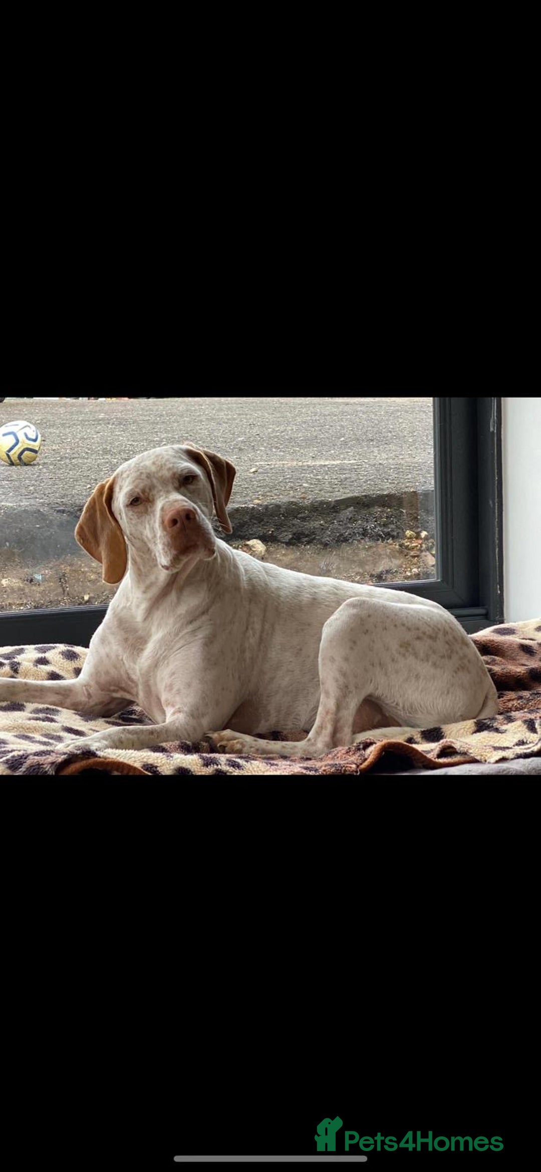 Pointer dogs for sale: 🇫🇷 French Pointer - Braque Du Bourbonnais in Barnstaple - Image 4