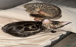 Bengal cats for sale: Pure bred bengal kittens - Image 19