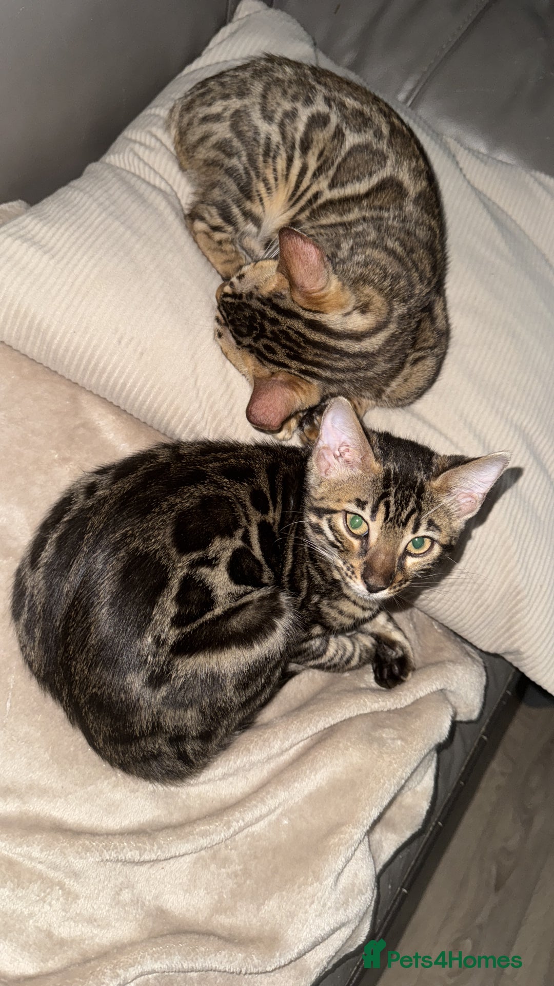 Bengal cats for sale: Pure bred bengal kittens - Image 19