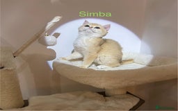 British Shorthair cats for sale: Rare Golden NY12 British Shorthair Boy - Image 5