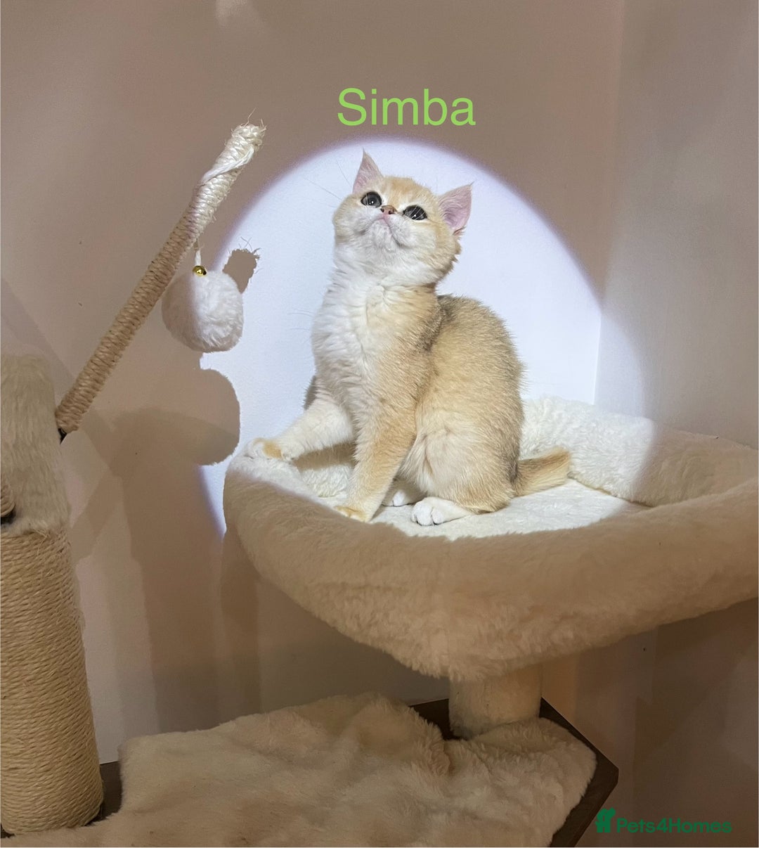 British Shorthair cats for sale: Rare Golden NY12 British Shorthair Boy - Image 5