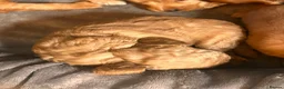 Cockapoo dogs for sale: Beautiful F1 cockapoos in Cranleigh - Advert 14