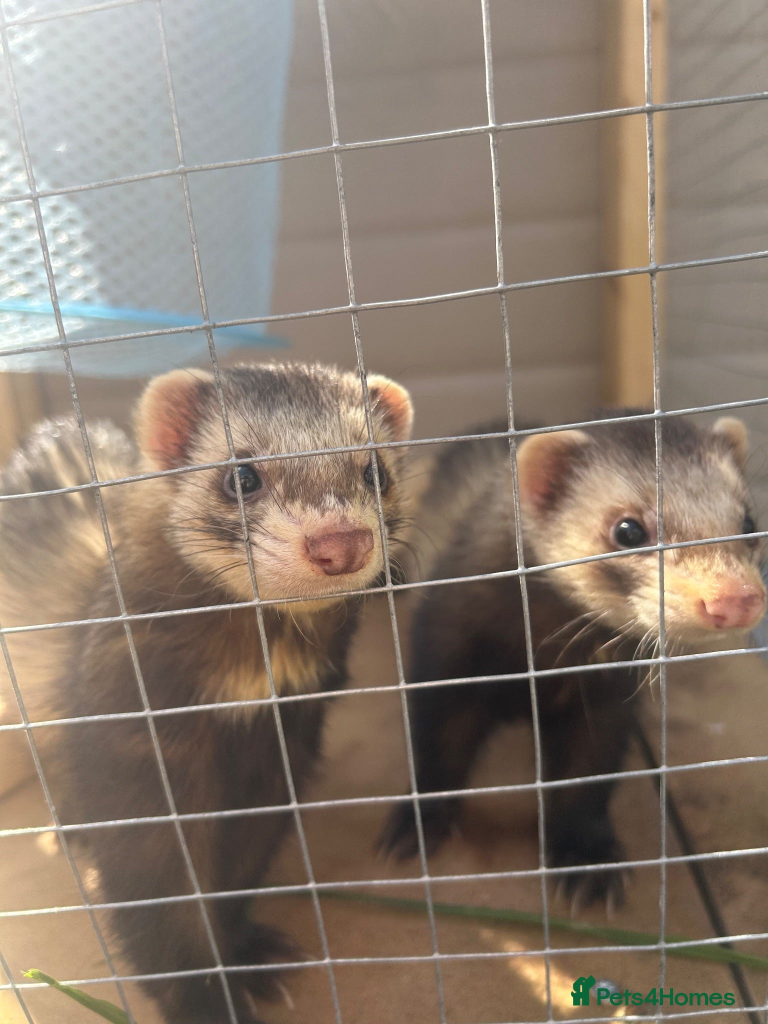Ferret rodents 2 Male Ferrets - Advert 2