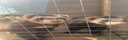 Ferret rodents for sale: 2 Male Ferrets in Southampton - Advert 1