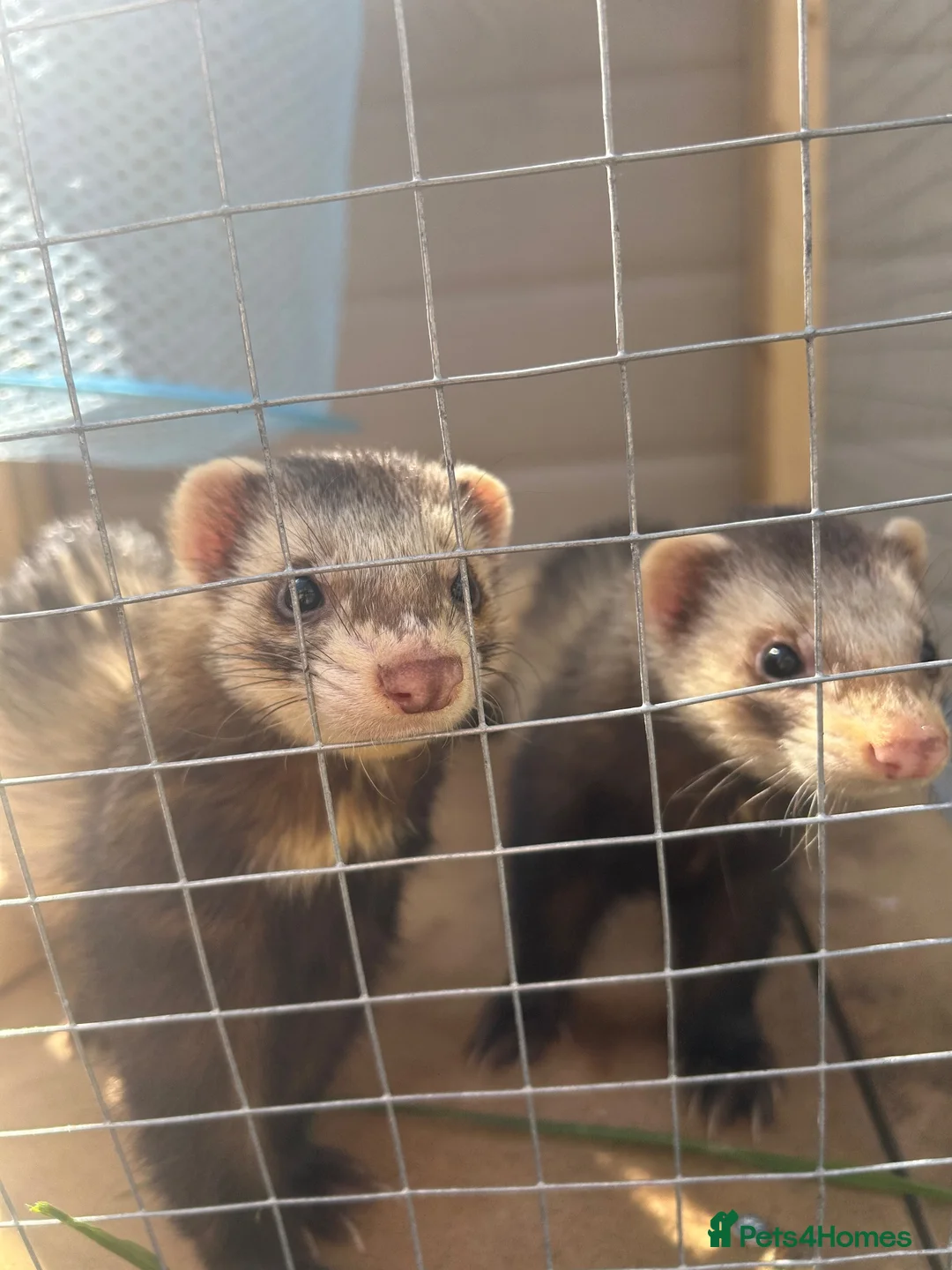 Ferret rodents for sale: 2 Male Ferrets in Southampton - Advert 1