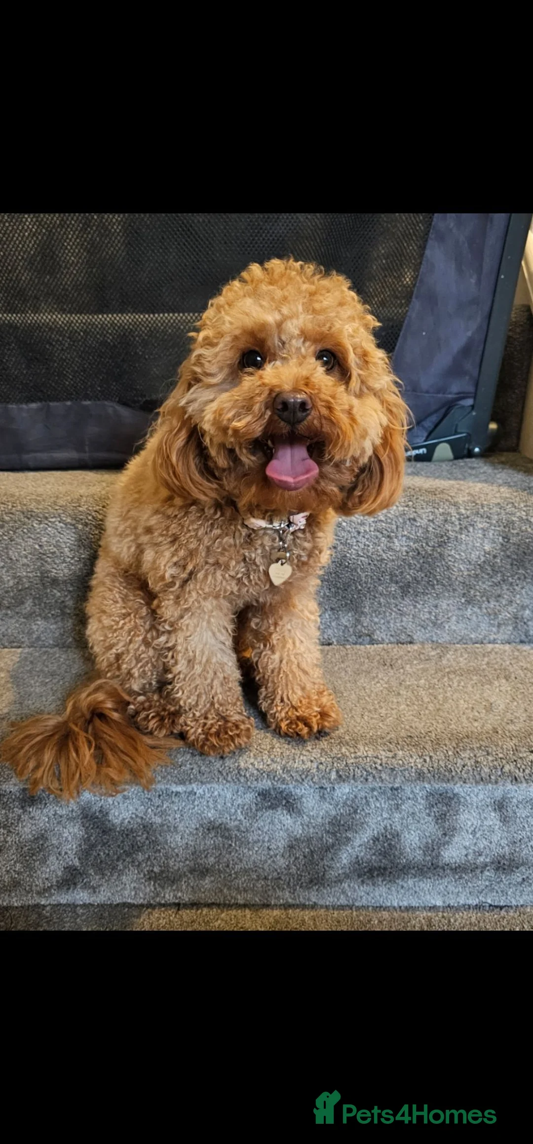Mixed Breed dogs for sale: Female cavapoo  - Advert 4