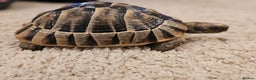 Tortoise reptiles for sale: Tortoises  - Advert 8
