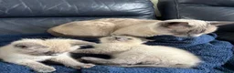 Siamese cats for sale: Lilac/ blue point Siamese 1 boy 2 girls  - Advert 7