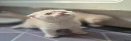 Scottish Fold cats for sale: Scottish Fold/ Straight kittens  in Ripon - Advert 9