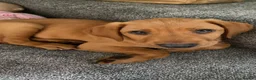 Labrador Retriever dogs for sale: Labrador Puppy needs a new home - Advert 2