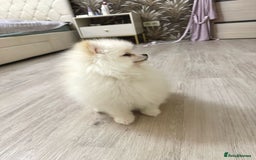 Pomeranian dogs for sale: Pomeranian boy for sale  - Image 6