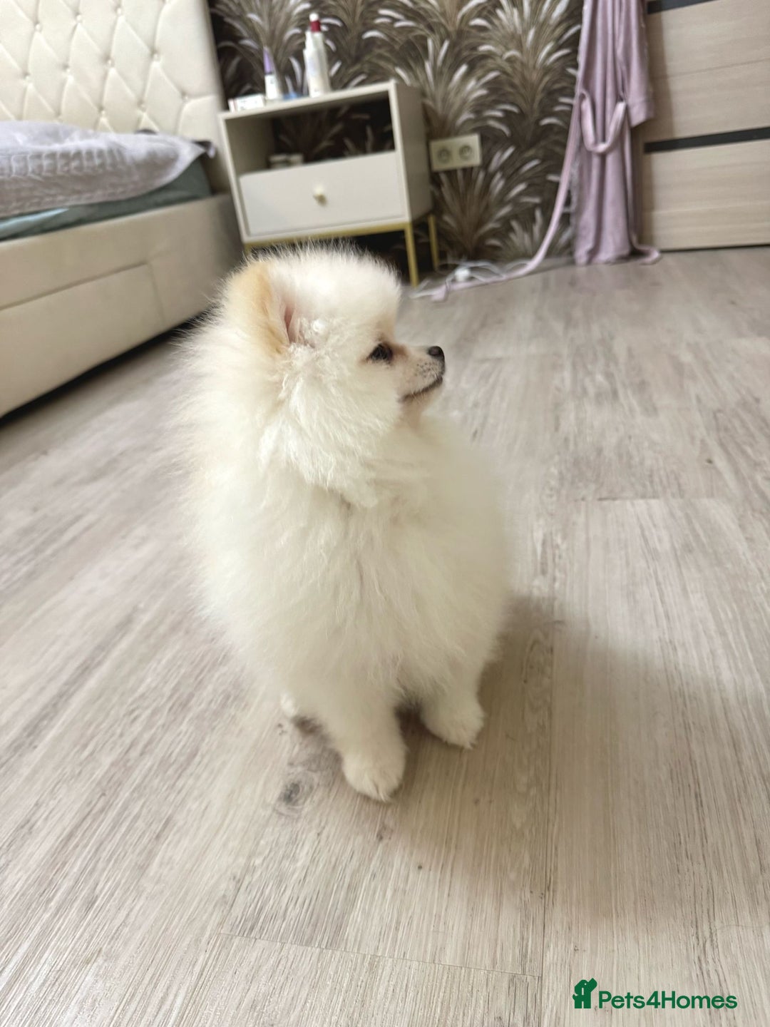 Pomeranian dogs for sale: Pomeranian boy for sale  - Image 6