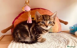 British Shorthair cats for sale: Beautiful 10 week old male kitten  - Image 1