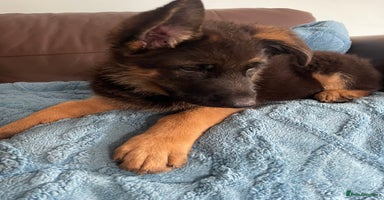 German Shepherd dogs - Advert 5