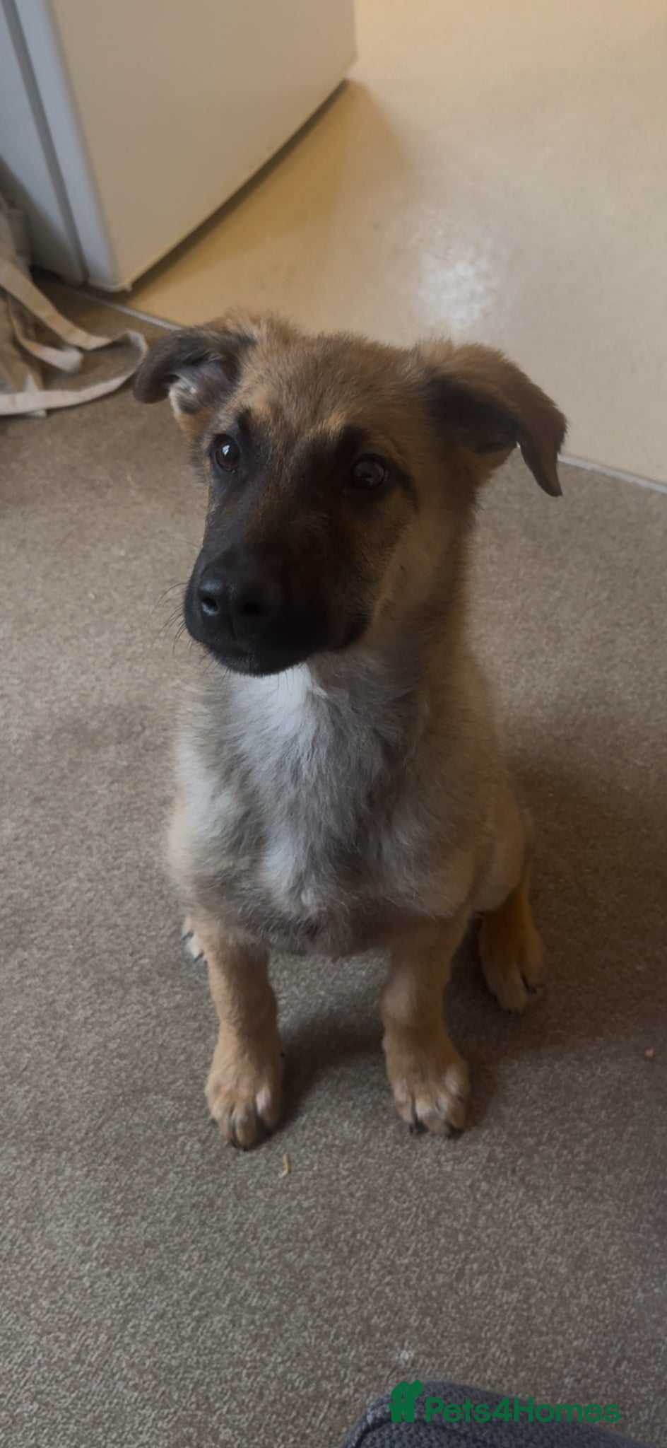 Mixed Breed dogs 5 month Belgium Mali x Rottweiler - Advert 2