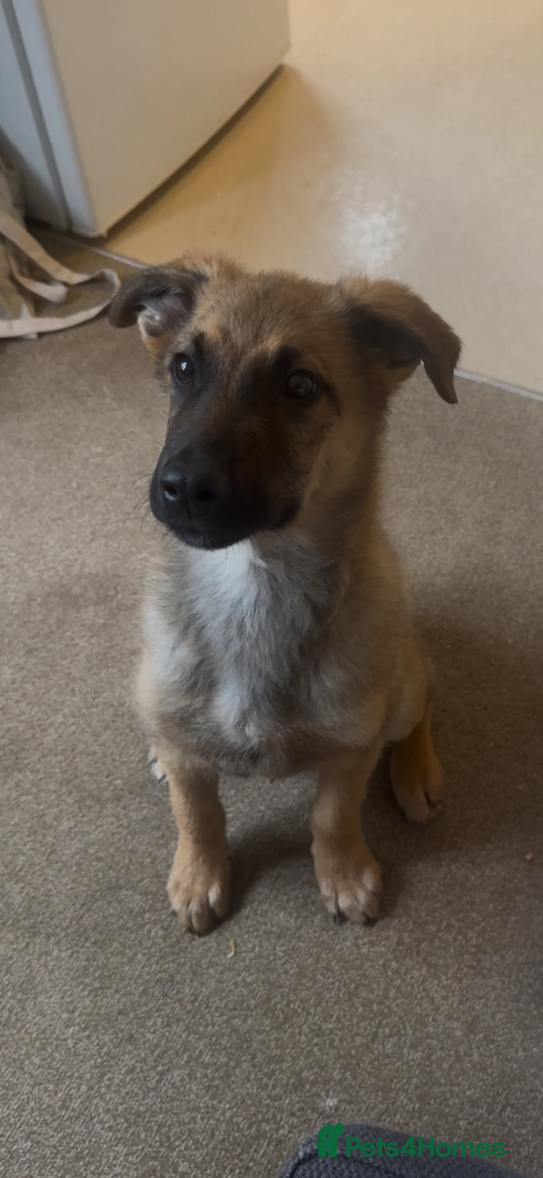 Mixed Breed dogs for sale: 5 month Belgium Mali x Rottweiler - Advert 1