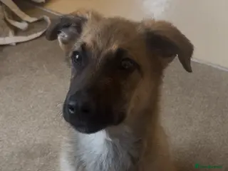 Mixed Breed dogs 5 month Belgium Mali x Rottweiler - Advert 2