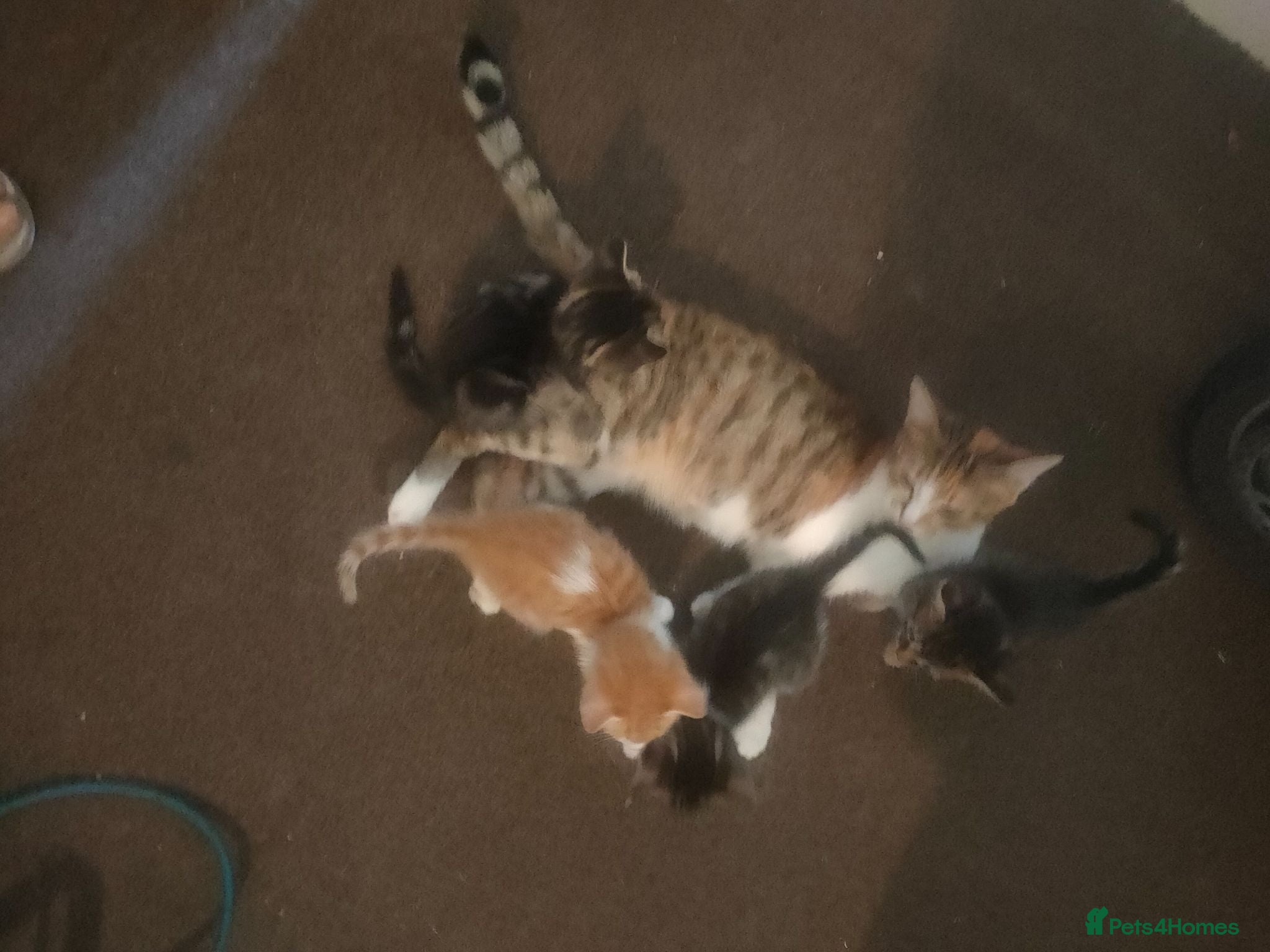 Bengal cats Gorgeous little kittens for sale  - Advert 1